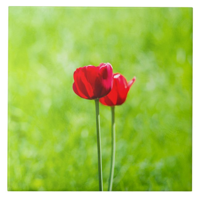 Två röda tulpanblommor kakelplatta (Framsidan)