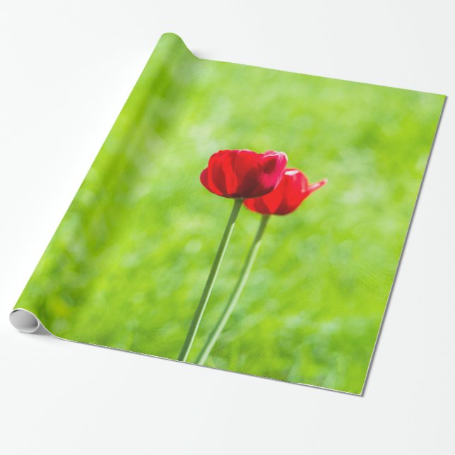 Två röda tulpanblommor presentpapper (Utrullad)