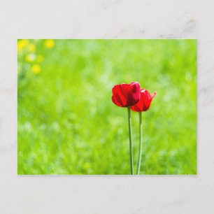 Två röda tulpanblommor vykort