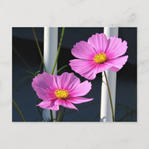 Två Rosa Cosmos genom Porch Railing Vykort
