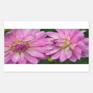 Två rosa dahlia-blommor rektangulärt klistermärke