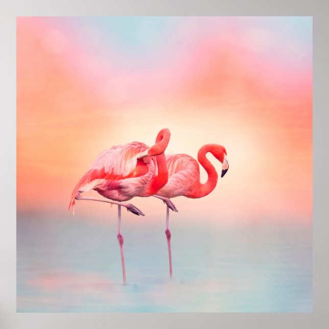 Två Rosa flamingos i vatten vid sunsetflamingo. Poster (Framsidan)