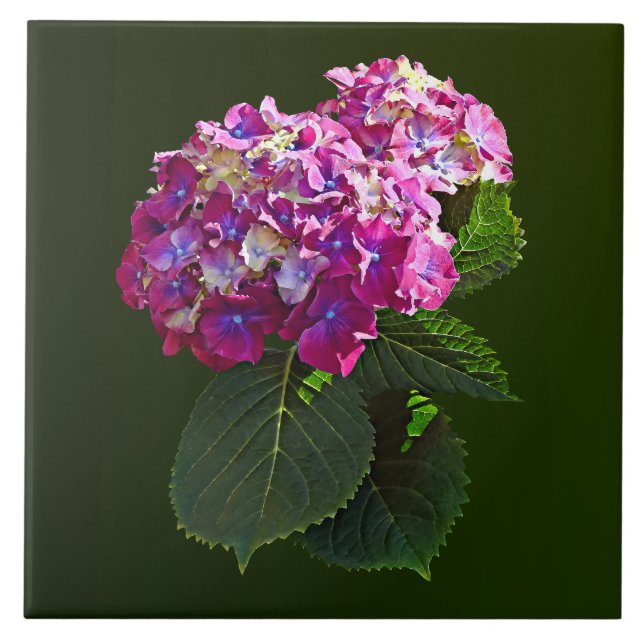 Två Rosa Hydrangea Kakelplatta (Framsidan)