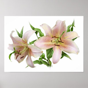 Två Rosa Lilies Original Art Print Poster