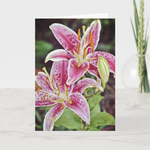 Två Rosa Lilies Scripture Card Philippians 4:19 Kort