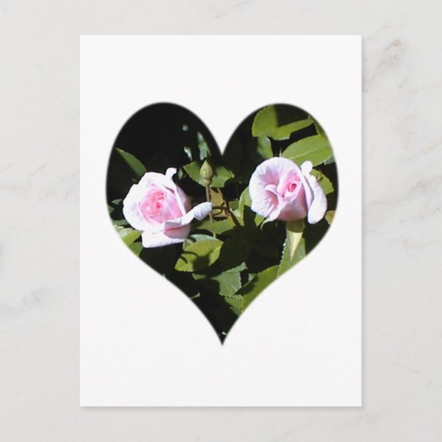 Två rosa ros i hjärtat vykort (Framsida)