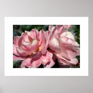 Två Rosa ros Poster