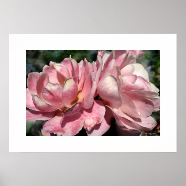 Två Rosa ros Poster (Framsidan)