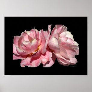 Två Rosa ros Poster svart utskrift