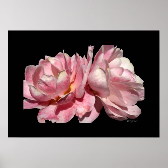 Två Rosa ros Poster svart utskrift (Framsidan)