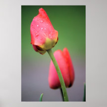 Två Rosa Tulips Poster
