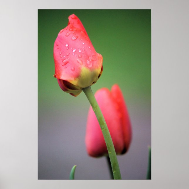 Två Rosa Tulips Poster (Framsidan)