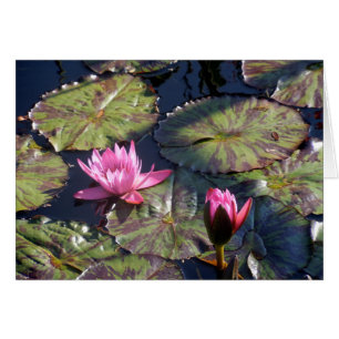 Två Rosa Vatten Lilies Hälsningskort