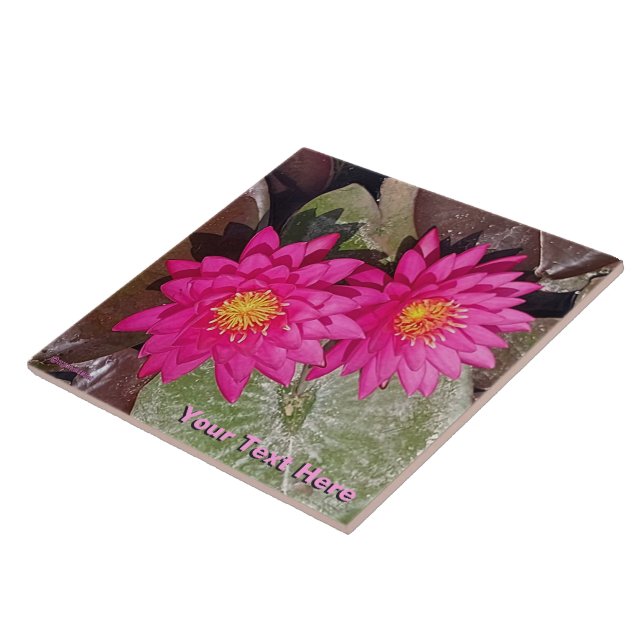 Två Rosa Vatten Lilies Kakelplatta (Sidan)