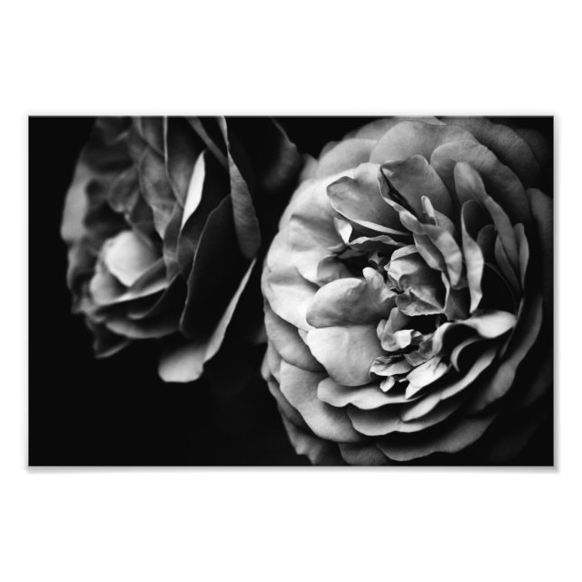 två rosor fototryck (Framsidan)