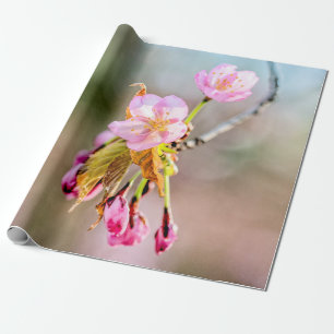 Två Sakura-blommor på en tipp av en twig Presentpapper