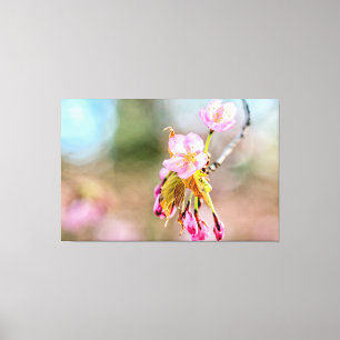 Två Sakura-blommor på en tipp i Vår Canvastryck