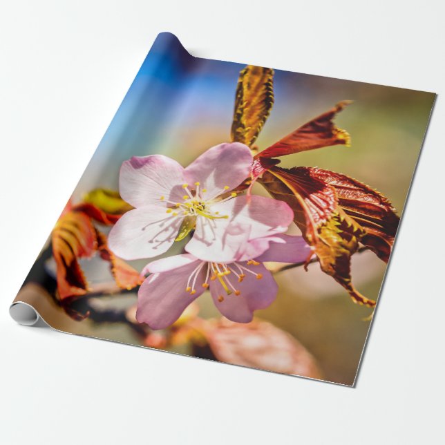 Två Sakura Cherry Flowers Presentpapper (Utrullad)