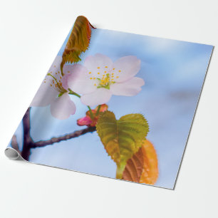 Två Sakurablommor vid Blek Rosa Färg i Vår Presentpapper