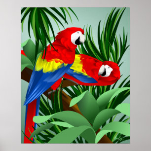 Två Scarlet Macaws Poster