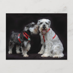 Två Schnauzers vykort