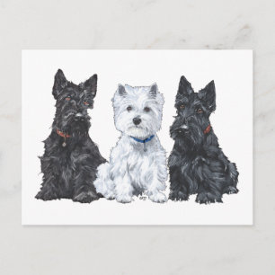 Två Scotties och en Westie Vykort