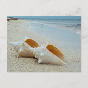 Två Seashells på Sandy Beach Vykort