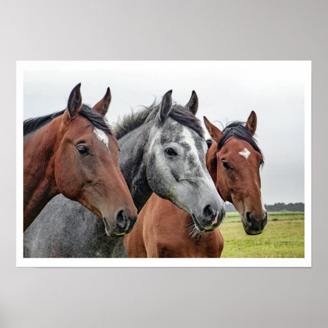 Två segment och en Grått, tre hästar i en rad Poster (Framsidan)