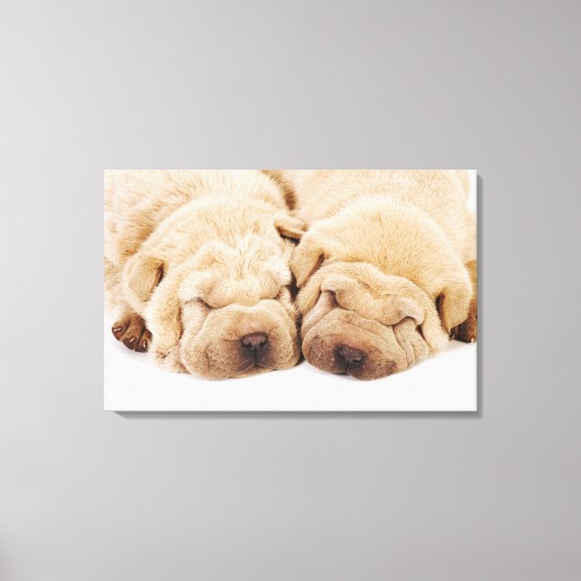 Två Shar Pei-valpar som sover Canvastryck (Framsida)