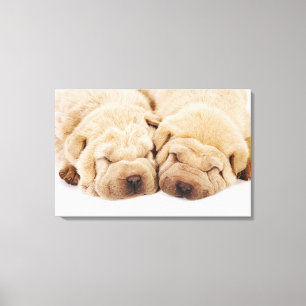 Två Shar Pei-valpar som sover Canvastryck