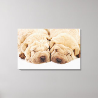 Två Shar Pei-valpar som sover Canvastryck