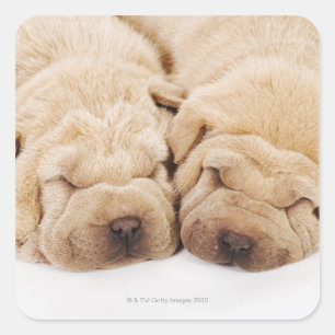 Två Shar Pei-valpar som sover Fyrkantigt Klistermärke