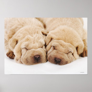 Två Shar Pei-valpar som sover Poster