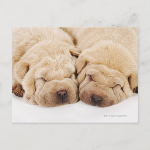 Två Shar Pei-valpar som sover Vykort