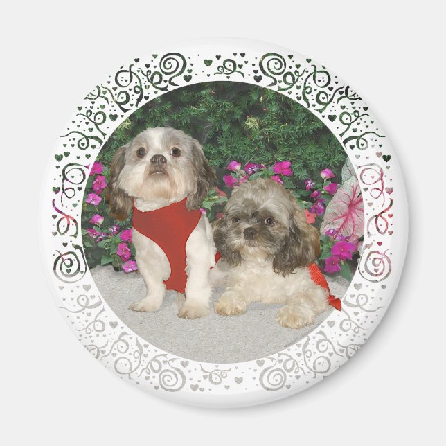 Två Shih Tzus i en Garden Magnet (Framsidan)