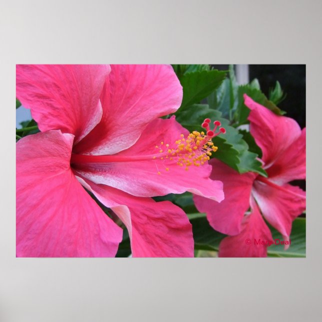 Två Shock rosa Hibiscus Poster (Framsidan)