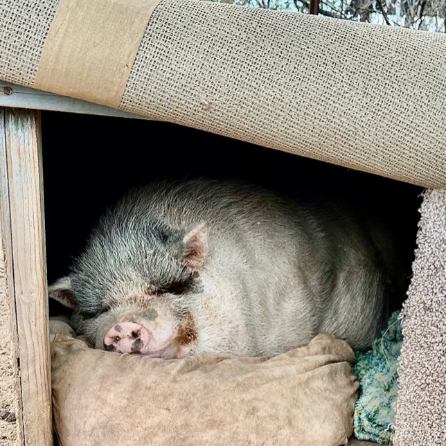 Två sidor av ett Polar Bear Kaffemugg (Skapare uppladdad)