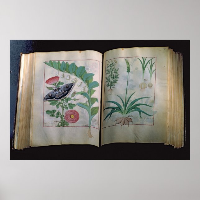 Två sidor som skildrar Ro och vitlök Poster (Framsidan)