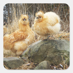 Två Silkie Chickens Sticker Fyrkantigt Klistermärke