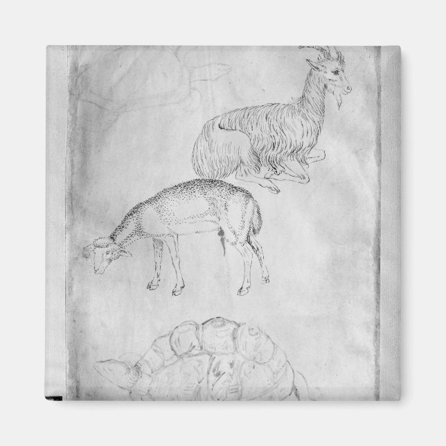 Två sköldpaddor, getter och får magnet (Framsidan)