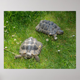 Två sköldpaddor springa genom grönt gräs poster