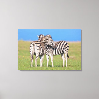Två slättingar (Equus quagga) vid kusten Canvastryck