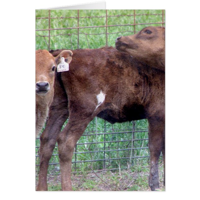 Två små kvigor hälsningskort (Framsidan)