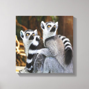 Två små lemurus canvastryck