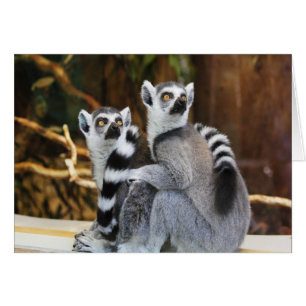 Två små lemurus OBS kort