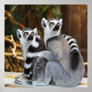 Två små lemurus poster