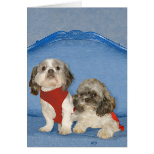 Två små Shih Tzu räddningshundar Hälsningskort