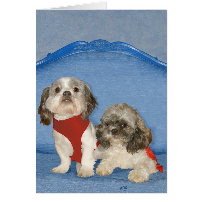 Två små Shih Tzu räddningshundar Hälsningskort (Framsidan)