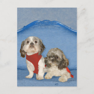 Två små Shih Tzu räddningshundar Vykort
