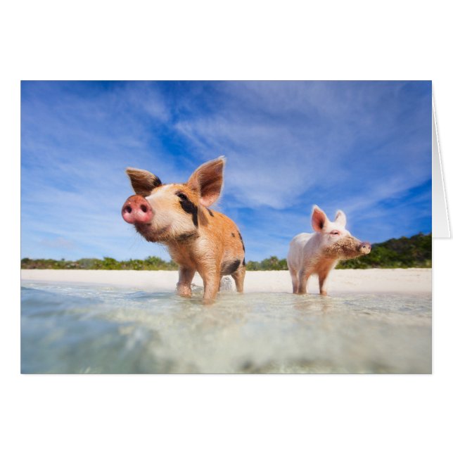 Två små smågrisar hälsningskort (Framsidan Horizontal)